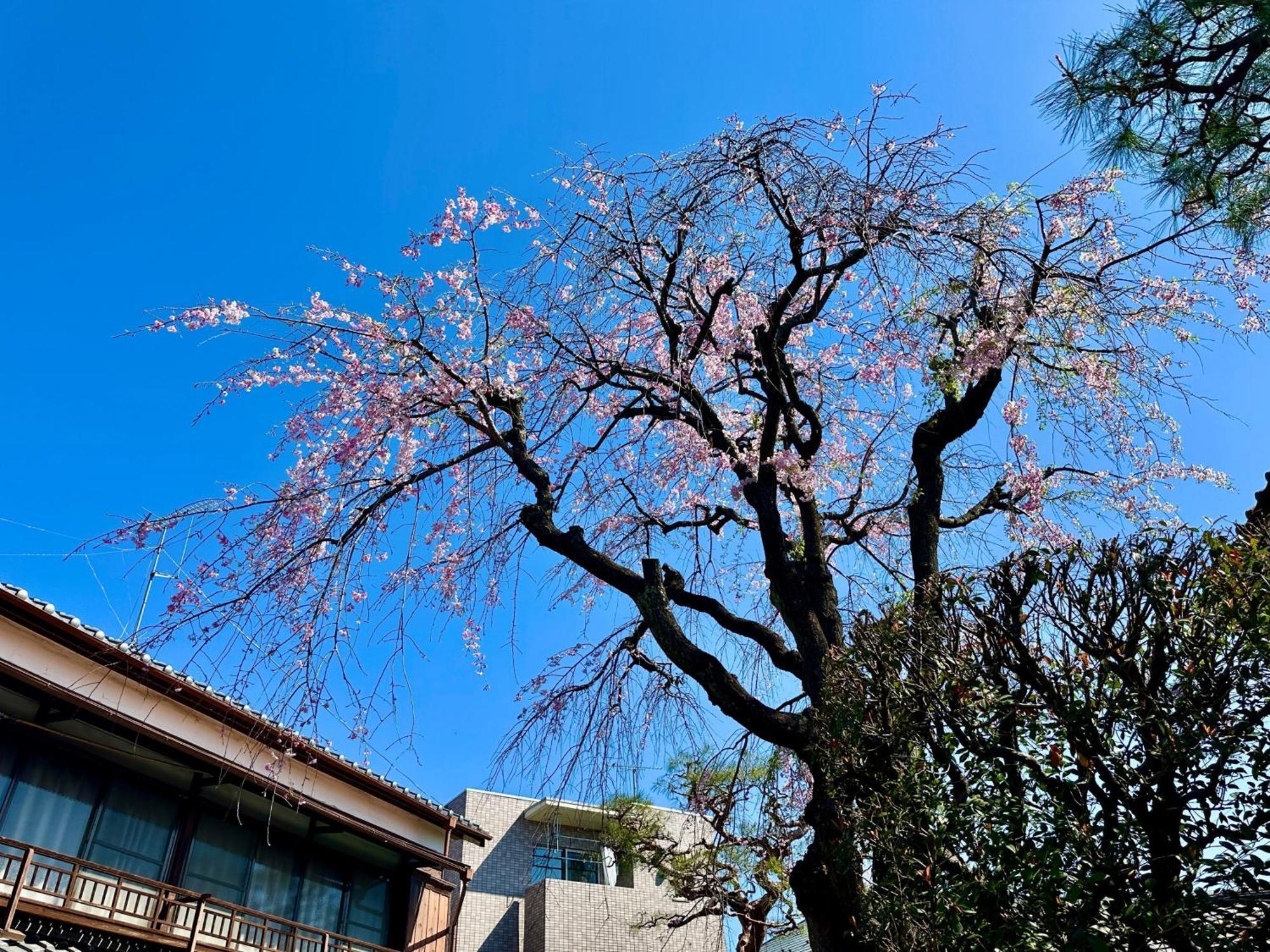 Family Or Business Travel 20 Percent Off丨200 Sqm 丨 14 Min To Shinjuku 丨century-Old Japanese Garden 丨3 Parking Spaces丨4 Bedrooms Tokyo Bagian luar foto